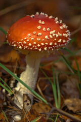fly agaric mushroom