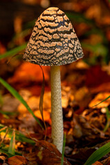 fly agaric mushroom