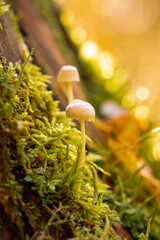 mushroom in the forest