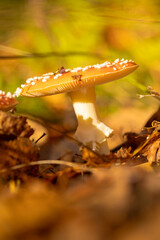 mushrooms in the forest