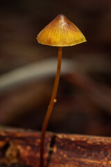 mushroom on a tree trunk