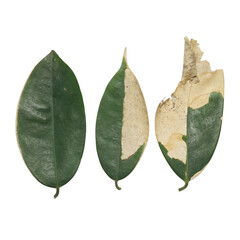 Three leaves with progressive damage and colorations, suitable for educational materials on plant diseases or environmental degradation. Botanical publications or ecology presentations.