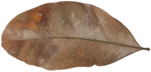 Dry brown leaf from an oak tree. Ideal for autumnthemed designs, nature backgrounds, educational materials, and seasonal content creation.