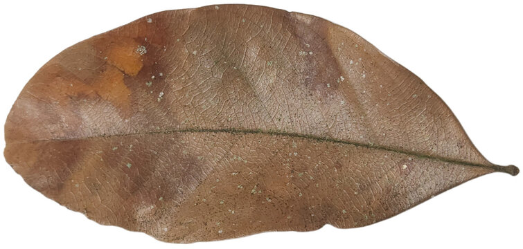 Dry brown leaf from an oak tree. Ideal for autumnthemed designs, nature backgrounds, educational materials, and seasonal content creation.