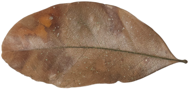 Dry brown leaf from an oak tree. Ideal for autumnthemed designs, nature backgrounds, educational materials, and seasonal content creation.