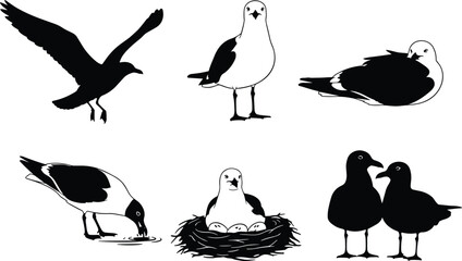 Seagull illustrations in flight, nesting, standing, drinking water, resting, bird behavior collection, wildlife art, flat vector