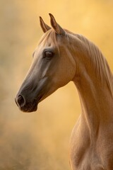 Obraz premium Elegant Light Tan Horse Against Gradient Backdrop