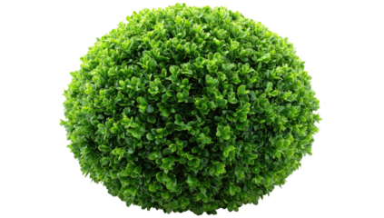 A sphere of vibrant green foliage, meticulously trimmed and shaped, against a stark black background