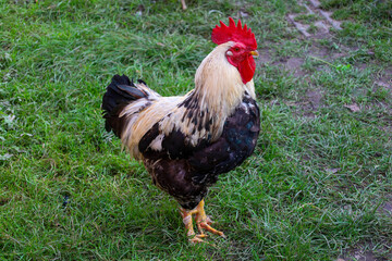 A handsome rooster with a bright red comb and multi-colored plumage stands on green grass. Its robust physique and proud appearance emphasize its grandeur among poultry. This is a classic image of rur