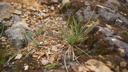 Dry Grass and Small Plants on Rock