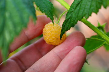 ​A close-up shows a hand gently supporting a large, bright yellow raspberry that is ripening among lush green leaves.