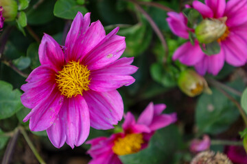 Obraz premium A close-up of a bright pink dahlia draws the eye with its saturated petals and contrasting yellow center, surrounded by other flowers and buds.