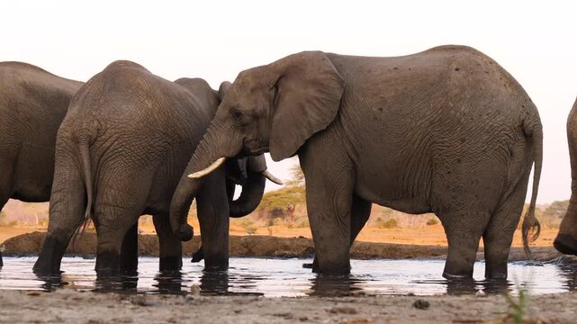 elephant leaves waterhole and approaches camera, frog&rsquo;s perspective  198