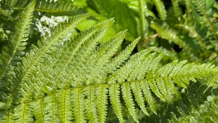 Sunlit fern leaf with morning dew drops in a forest setting. The delicate droplets sparkle across the vibrant green fronds, surrounded by soft focus woodland greenery and subtle white wildflowers. 