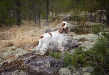 Portrait of an English Cocker Spaniel. Wildlife. Summer. The dog stands on a rocky ledge covered with moss. Trees and bushes are in the background. The dog's color is orange roan.