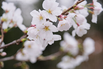 Cherry or sakura blossoms and blue sky, view from below