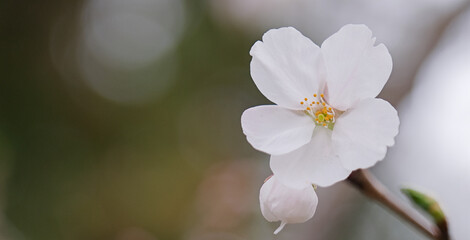 Cherry blossoms macro flower, blurred background