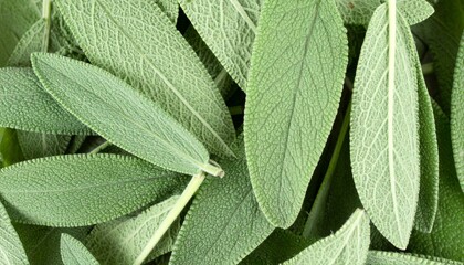 Macro sage leaves showing natural organic herb texture and aromatic seasoning detail