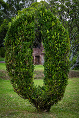 Pflanzen aus S&atilde;o Miguel