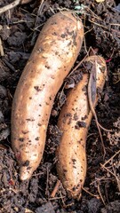 Wild yam tubers with rough brown skin partially exposed in loose forest soil after rain