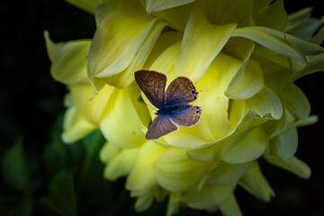 Schmetterling auf Bl&uuml;te