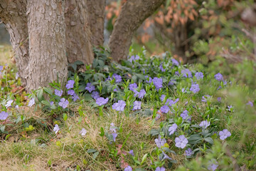 In the spring in nature blooms periwinkle small under big tree