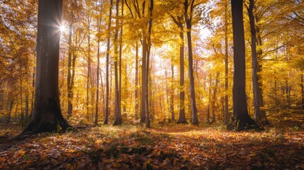 Serene autumn forest  sunlit yellow and orange trees with golden leaves and filtered sun rays