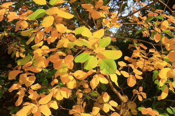 Beautiful colours of Autumn with Cotinus leaves