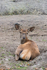 Female fallow deer in Zoo of Oradea in Romania