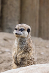 Fototapeta premium Cute little meerkat (Suricata suricatta) in Zoo of Oradea in Romania