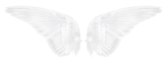 wings of bird on white background.