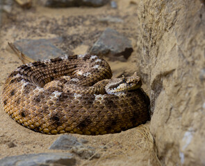 A close-up photo of a venomous rattlesnake coiled on sand and resting beside rocks at the Pilsen zoo. The detailed scales and natural texture highlight the snake’s defensive posture and desert environ