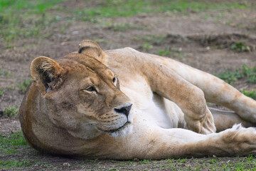 Female lion in Zoo of Oradea in Romania
