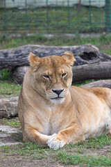 Female lion in Zoo of Oradea in Romania
