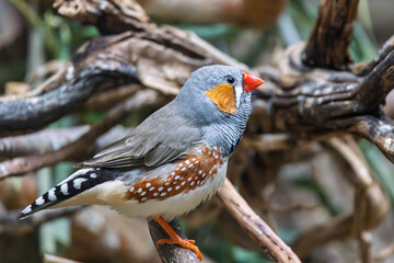Australian zebra finch (Taeniopygia castanotis) in Zoo of Oradea in Romania
