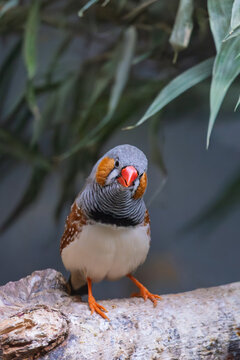 Australian zebra finch (Taeniopygia castanotis) in Zoo of Oradea in Romania