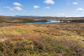 Autumn at Rensj&oslash;en, Holt&aring;len, Tr&oslash;ndelag, Norway
