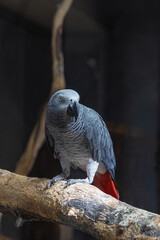 Grey parrot (Psittacus erithacus) in Zoo of Oradea in Romania