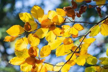 chica,otoño,octubre,