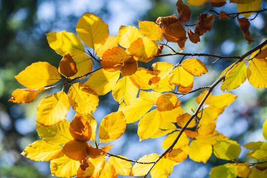 chica,oto&ntilde;o,octubre,