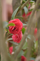 Beautiful vibrant pink Japanese Camellia flowers framed with tree branches