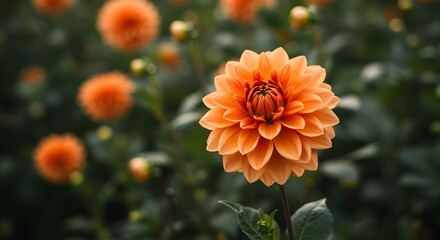 Close-up of a vibrant orange dahlia flower in soft focus garden background, detailed petals