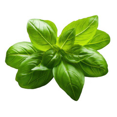 Fototapeta premium sprig of fresh basil herb, aromatic Italian culinary ingredient for cooking use