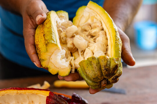 Peruvian cacao cultivated by native communities of Alto Mayo in the high jungle, cacao from the Amazonian cloud forests