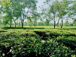 Assam  tea garden to see selected shoot tea leaves 
