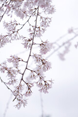 Cherry or sakura blossoms and blue sky, view from below