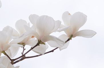Obraz premium white magnolia flower on the sky background.
