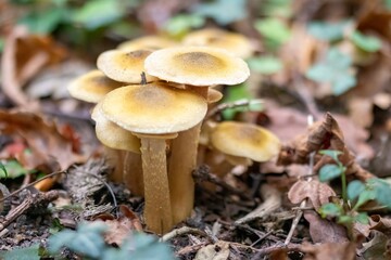  close up of honey fungus armillaria mellea