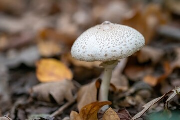 close up of a slender parasol mushroom macrolepiota clelandii