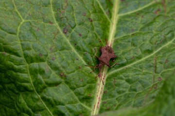 close up of a dock bug coreus marginatus on a dock leaf